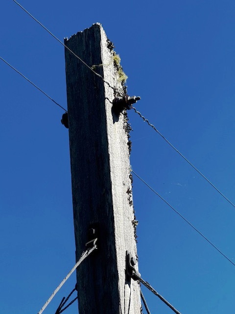 masset 2 wire bev ant detail.jpg